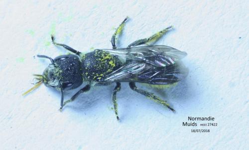 Heriades sp.